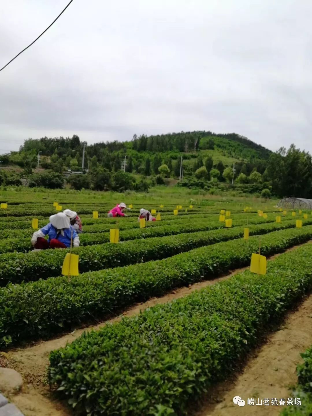 捺山茶场新项目，绿色发展的先锋典范