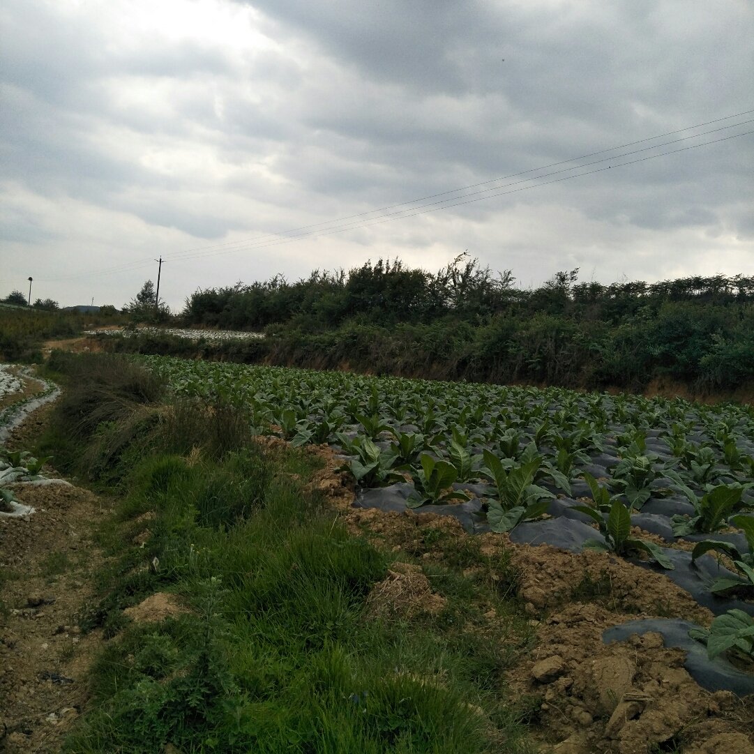 南华农场虚拟镇天气预报更新