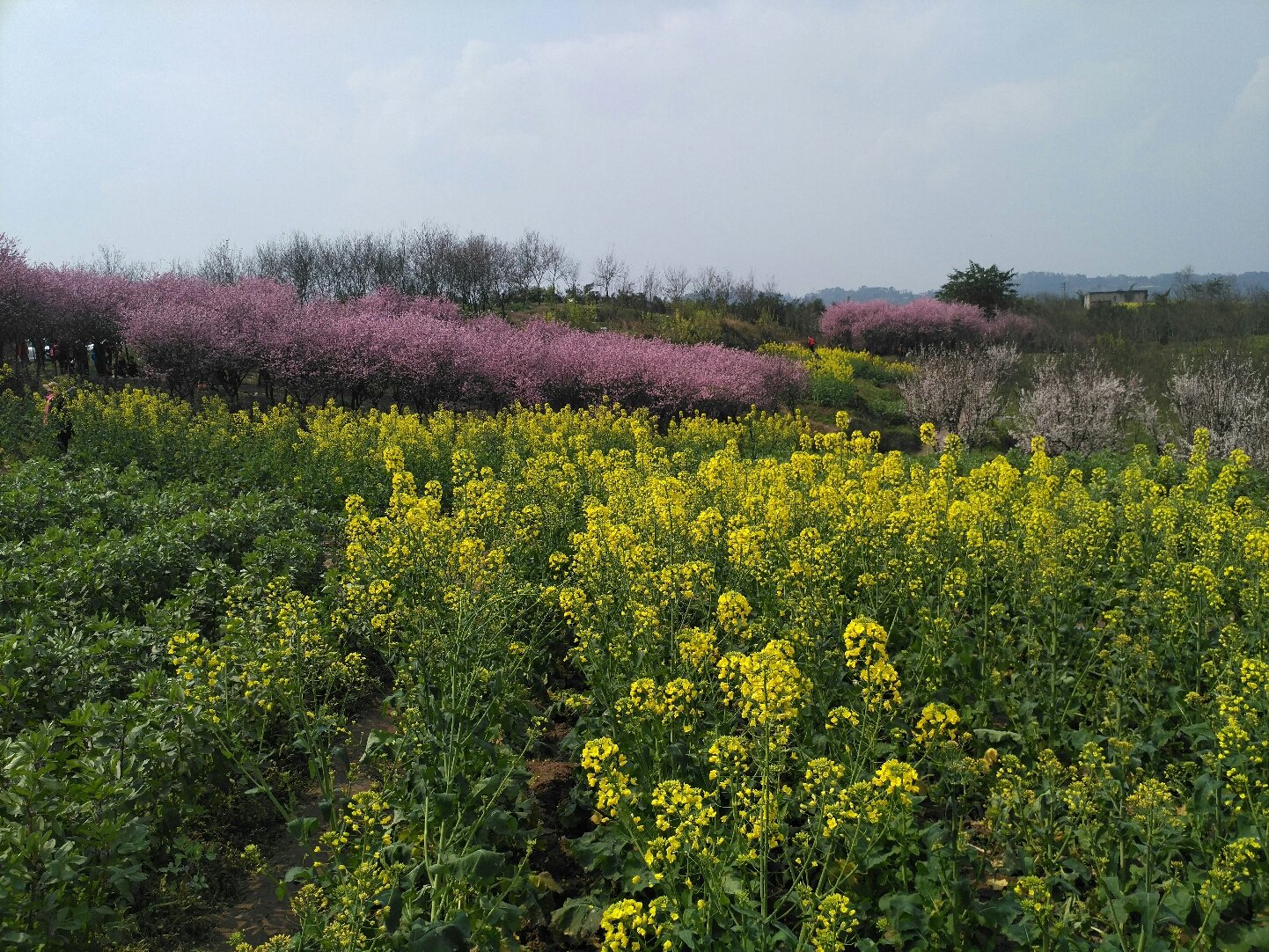 南麻街道最新天气预报