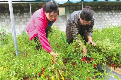 洞嘎村典范项目，引领乡村发展新篇章