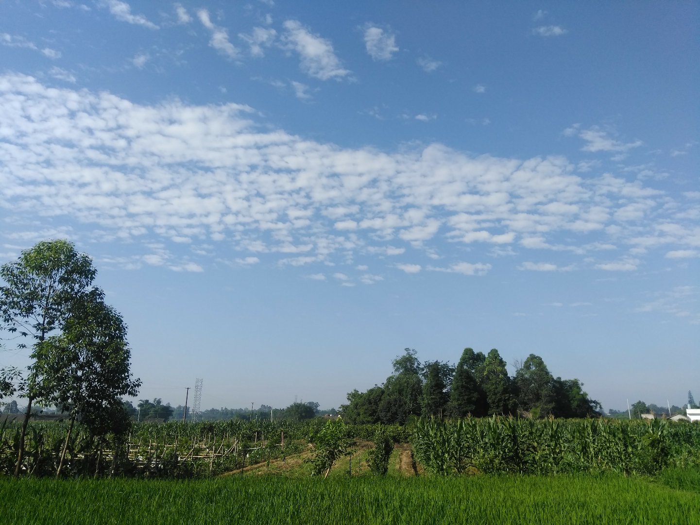 李家街道天气预报详解